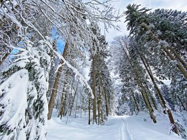 İsviçre Alpleri, Schwaegalp dağ geçidi - Appenzell Ausserrhoden Kantonu, İsviçre / Schweiz