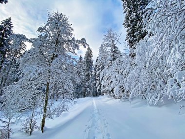 İsviçre Alpleri, Schwaegalp dağ geçidi - Appenzell Ausserrhoden Kantonu, İsviçre / Schweiz