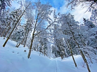 İsviçre Alpleri, Schwaegalp dağ geçidi - Appenzell Ausserrhoden Kantonu, İsviçre / Schweiz