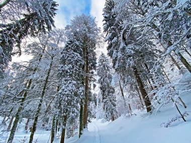İsviçre Alpleri, Schwaegalp dağ geçidi - Appenzell Ausserrhoden Kantonu, İsviçre / Schweiz