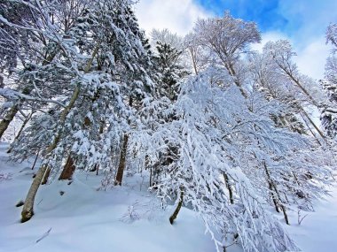 İsviçre Alpleri, Schwaegalp dağ geçidi - Appenzell Ausserrhoden Kantonu, İsviçre / Schweiz