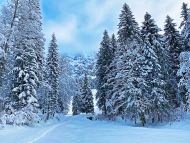 İsviçre Alpleri, Schwaegalp dağ geçidi - Appenzell Ausserrhoden Kantonu, İsviçre / Schweiz