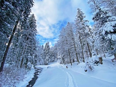 İsviçre Alpleri, Schwaegalp dağ geçidi - Appenzell Ausserrhoden Kantonu, İsviçre / Schweiz