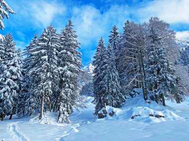 İsviçre Alpleri, Schwaegalp dağ geçidi - Appenzell Ausserrhoden Kantonu, İsviçre / Schweiz