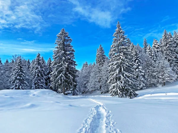 İsviçre Alpleri, Schwaegalp dağ geçidi - Appenzell Ausserrhoden Kantonu, İsviçre / Schweiz 'in taze dağlık kar örtüsünde harika kış yürüyüşü yolları ve izleri.