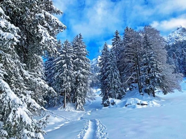 Прекрасные Зимние Пешеходные Маршруты Следы Свежем Альпийском Снежном Покрове Швейцарских — стоковое фото