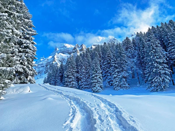 İsviçre Alpleri, Schwaegalp dağ geçidi - Appenzell Ausserrhoden Kantonu, İsviçre / Schweiz 'in taze dağlık kar örtüsünde harika kış yürüyüşü yolları ve izleri.