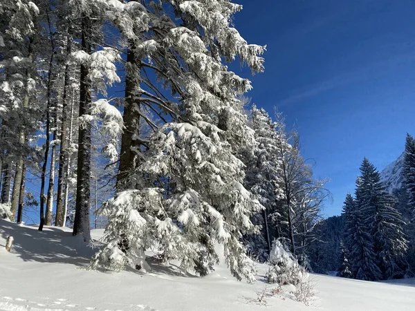 Canopies Irrealisticamente Belos Árvores Alpinas Com Cobertura Neve Fresca Inverno — Fotografia de Stock