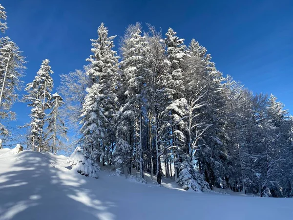 İsviçre Alpleri 'nde kış karları kaplanmış gerçekçi olamayacak kadar güzel dağlık tepecikler, Schwaegalp dağ geçidi - Appenzell Ausserrhoden Kantonu, İsviçre / Schweiz