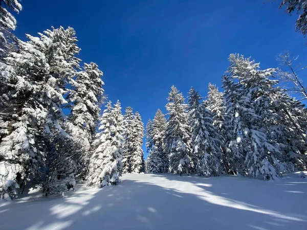 Canopies Irrealistas Árboles Alpinos Con Cubierta Nieve Fresca Invierno Los —  Fotos de Stock