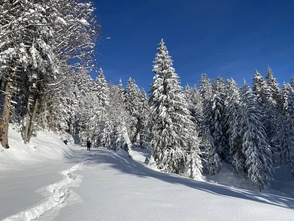 İsviçre Alpleri 'nde kış karları kaplanmış gerçekçi olamayacak kadar güzel dağlık tepecikler, Schwaegalp dağ geçidi - Appenzell Ausserrhoden Kantonu, İsviçre / Schweiz
