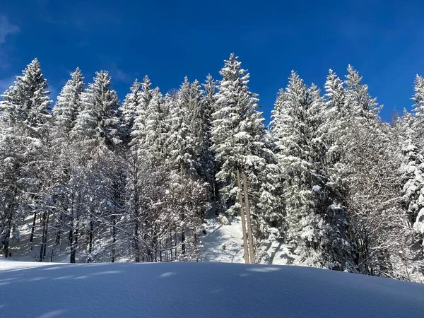 İsviçre Alpleri 'nde kış karları kaplanmış gerçekçi olamayacak kadar güzel dağlık tepecikler, Schwaegalp dağ geçidi - Appenzell Ausserrhoden Kantonu, İsviçre / Schweiz