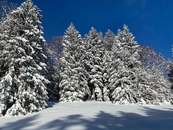 Nerealisticky Krásné Baldachýny Alpských Stromů Čerstvou Zimní Sněhovou Pokrývkou Švýcarských — Stock fotografie