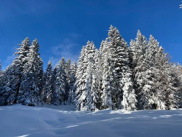 İsviçre Alpleri 'nde kış karları kaplanmış gerçekçi olamayacak kadar güzel dağlık tepecikler, Schwaegalp dağ geçidi - Appenzell Ausserrhoden Kantonu, İsviçre / Schweiz