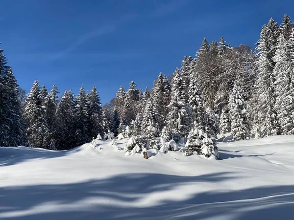 İsviçre Alpleri 'nde kış karları kaplanmış gerçekçi olamayacak kadar güzel dağlık tepecikler, Schwaegalp dağ geçidi - Appenzell Ausserrhoden Kantonu, İsviçre / Schweiz