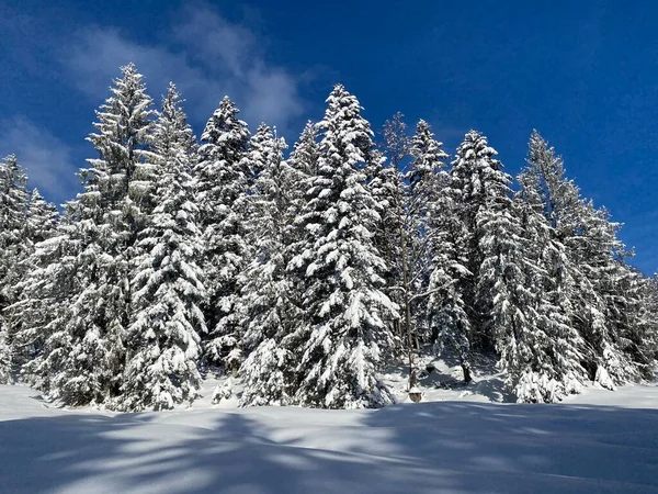 İsviçre Alpleri 'nde kış karları kaplanmış gerçekçi olamayacak kadar güzel dağlık tepecikler, Schwaegalp dağ geçidi - Appenzell Ausserrhoden Kantonu, İsviçre / Schweiz