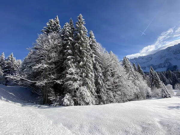 Canopies Irrealisticamente Belos Árvores Alpinas Com Cobertura Neve Fresca Inverno — Fotografia de Stock