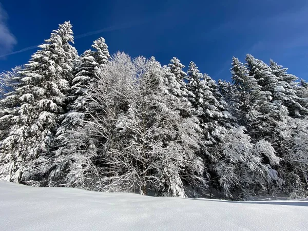 İsviçre Alpleri 'nde kış karları kaplanmış gerçekçi olamayacak kadar güzel dağlık tepecikler, Schwaegalp dağ geçidi - Appenzell Ausserrhoden Kantonu, İsviçre / Schweiz