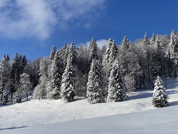 İsviçre Alpleri 'nde kış karları kaplanmış gerçekçi olamayacak kadar güzel dağlık tepecikler, Schwaegalp dağ geçidi - Appenzell Ausserrhoden Kantonu, İsviçre / Schweiz