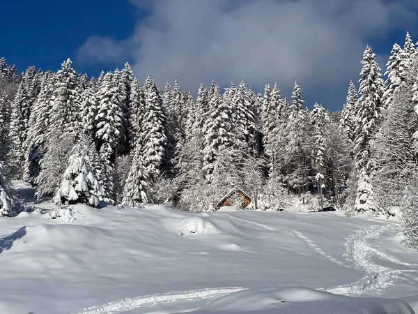 Onrealistisch Mooie Luifels Van Alpiene Bomen Met Verse Wintersneeuw Zwitserse — Stockfoto