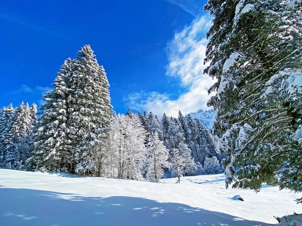 Canopies Irrealistas Árboles Alpinos Con Cubierta Nieve Fresca Invierno Los —  Fotos de Stock