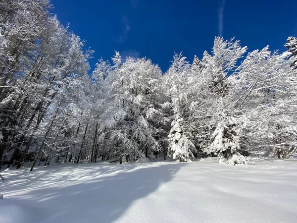 İsviçre Alpleri 'nde kış karları kaplanmış gerçekçi olamayacak kadar güzel dağlık tepecikler, Schwaegalp dağ geçidi - Appenzell Ausserrhoden Kantonu, İsviçre / Schweiz