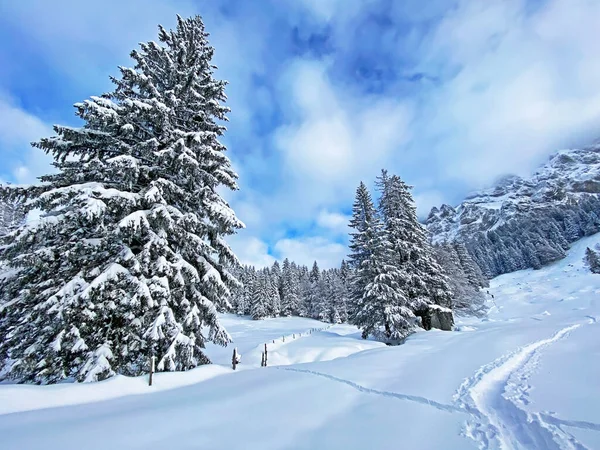 Canopies Irrealisticamente Belos Árvores Alpinas Com Cobertura Neve Fresca Inverno — Fotografia de Stock