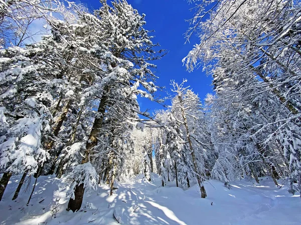 İsviçre Alpleri 'nde kış karları kaplanmış gerçekçi olamayacak kadar güzel dağlık tepecikler, Schwaegalp dağ geçidi - Appenzell Ausserrhoden Kantonu, İsviçre / Schweiz