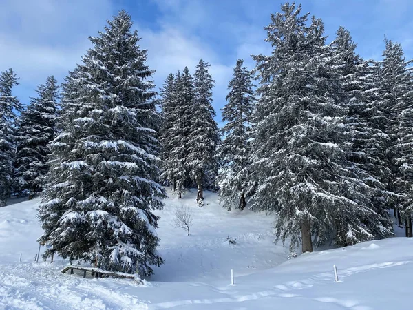 スイスアルプスの新鮮な冬の雪に覆われた高山の木の非現実的に美しいキャノピー シュヴァエガルプ山の峠 カントン アウスレールデン スイス スイス — ストック写真