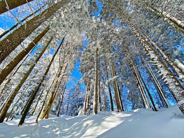 İsviçre Alpleri, Schwaegalp dağ geçidi - Appenzell Ausserrhoden Kantonu, İsviçre / Schweiz