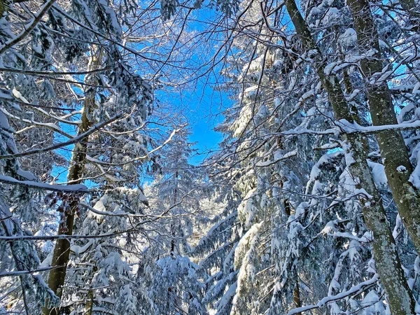 Pintorescas Copas Árboles Alpinos Ambiente Típico Invierno Después Fuertes Nevadas — Foto de Stock