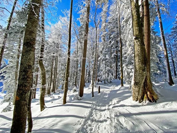 İsviçre Alpleri, Schwaegalp dağ geçidi - Appenzell Ausserrhoden Kantonu, İsviçre / Schweiz