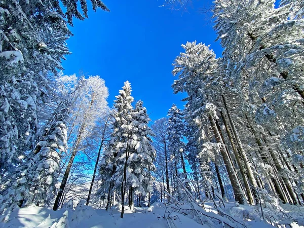 İsviçre Alpleri, Schwaegalp dağ geçidi - Appenzell Ausserrhoden Kantonu, İsviçre / Schweiz