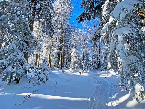 İsviçre Alpleri, Schwaegalp dağ geçidi - Appenzell Ausserrhoden Kantonu, İsviçre / Schweiz