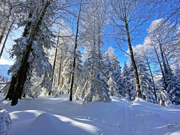 İsviçre Alpleri, Schwaegalp dağ geçidi - Appenzell Ausserrhoden Kantonu, İsviçre / Schweiz