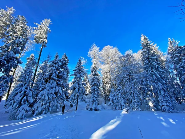 İsviçre Alpleri, Schwaegalp dağ geçidi - Appenzell Ausserrhoden Kantonu, İsviçre / Schweiz