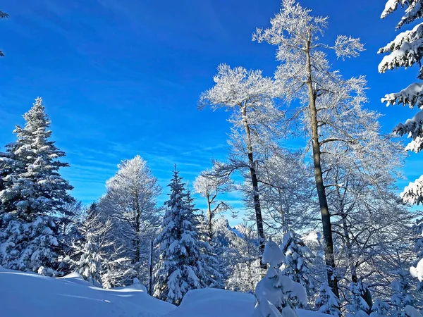 İsviçre Alpleri, Schwaegalp dağ geçidi - Appenzell Ausserrhoden Kantonu, İsviçre / Schweiz