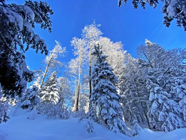 İsviçre Alpleri, Schwaegalp dağ geçidi - Appenzell Ausserrhoden Kantonu, İsviçre / Schweiz