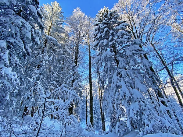 Malerische Baumkronen Typischer Winteratmosphäre Nach Heftigen Schneefällen Den Schweizer Alpen — Stockfoto