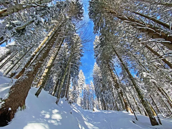 İsviçre Alpleri, Schwaegalp dağ geçidi - Appenzell Ausserrhoden Kantonu, İsviçre / Schweiz