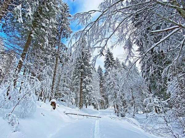 Picturesque Canopies Alpine Trees Typical Winter Atmosphere Heavy Snowfall Swiss — Stock Photo, Image