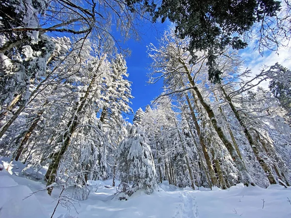 İsviçre Alpleri, Schwaegalp dağ geçidi - Appenzell Ausserrhoden Kantonu, İsviçre / Schweiz