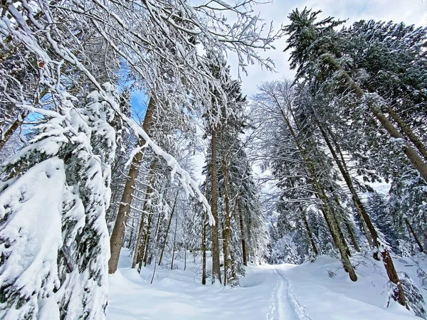 İsviçre Alpleri, Schwaegalp dağ geçidi - Appenzell Ausserrhoden Kantonu, İsviçre / Schweiz