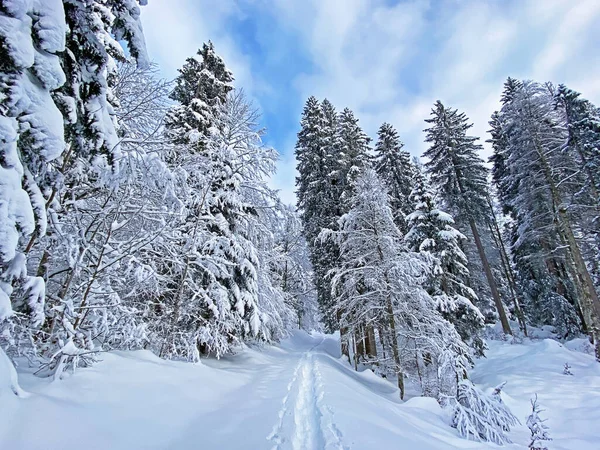 İsviçre Alpleri, Schwaegalp dağ geçidi - Appenzell Ausserrhoden Kantonu, İsviçre / Schweiz