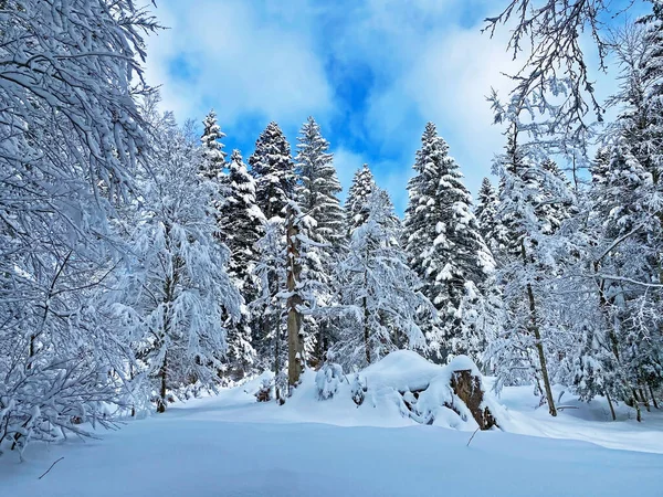 İsviçre Alpleri, Schwaegalp dağ geçidi - Appenzell Ausserrhoden Kantonu, İsviçre / Schweiz