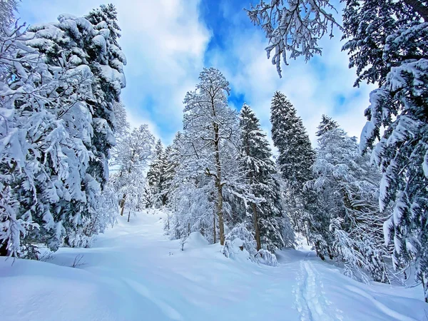 İsviçre Alpleri, Schwaegalp dağ geçidi - Appenzell Ausserrhoden Kantonu, İsviçre / Schweiz