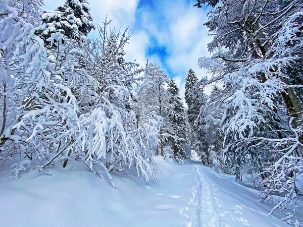 İsviçre Alpleri, Schwaegalp dağ geçidi - Appenzell Ausserrhoden Kantonu, İsviçre / Schweiz