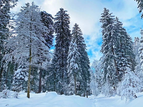 İsviçre Alpleri, Schwaegalp dağ geçidi - Appenzell Ausserrhoden Kantonu, İsviçre / Schweiz