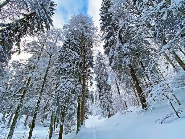 İsviçre Alpleri, Schwaegalp dağ geçidi - Appenzell Ausserrhoden Kantonu, İsviçre / Schweiz