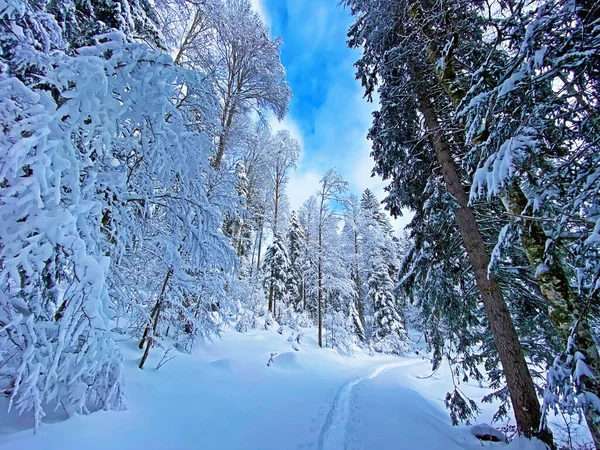 İsviçre Alpleri, Schwaegalp dağ geçidi - Appenzell Ausserrhoden Kantonu, İsviçre / Schweiz
